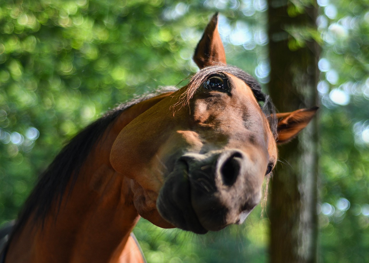 horse, funny, curious, head, equine, amusing, animal, nature, green
